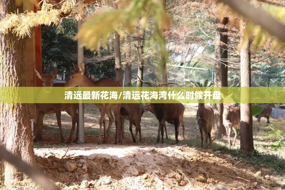 清远最新花海/清远花海湾什么时候开盘