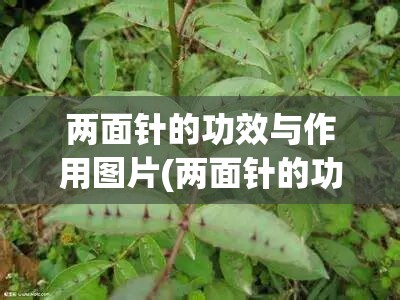 两面针的功效与作用图片(两面针的功效与作用中医药典) 两面针的功效与作用图片(两面针的功效与作用中医药典)