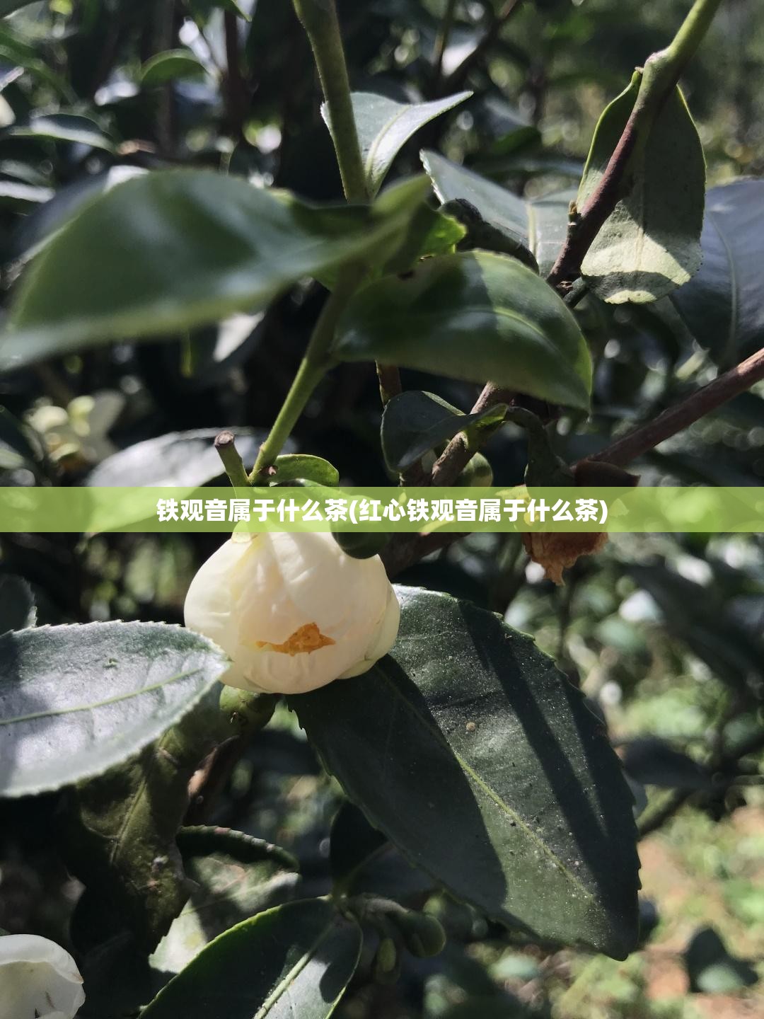铁观音属于什么茶(红心铁观音属于什么茶)