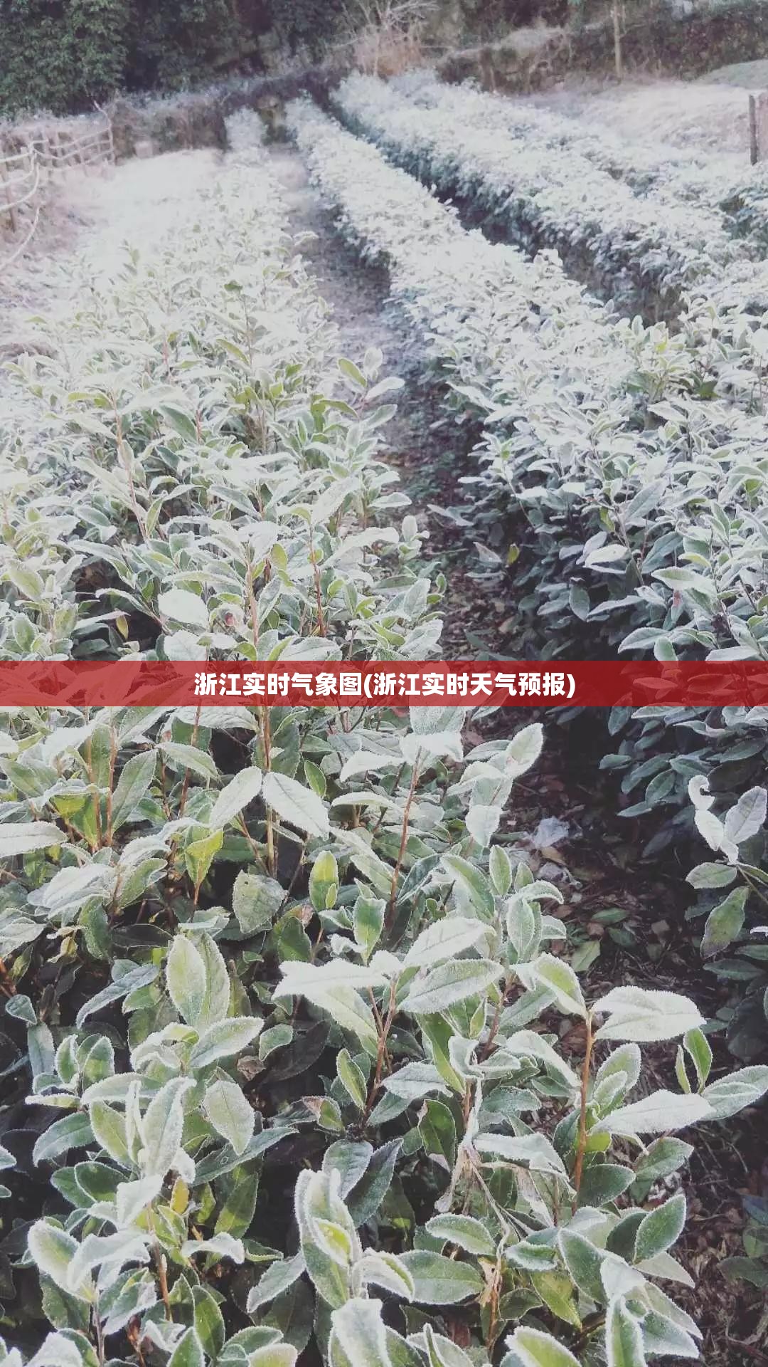 浙江实时气象图(浙江实时天气预报)