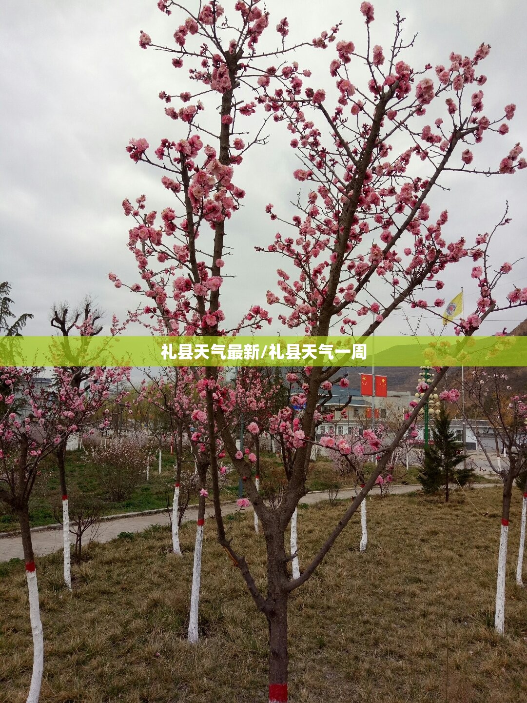 礼县天气最新/礼县天气一周