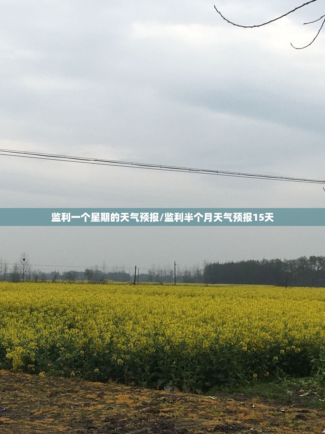 监利一个星期的天气预报/监利半个月天气预报15天