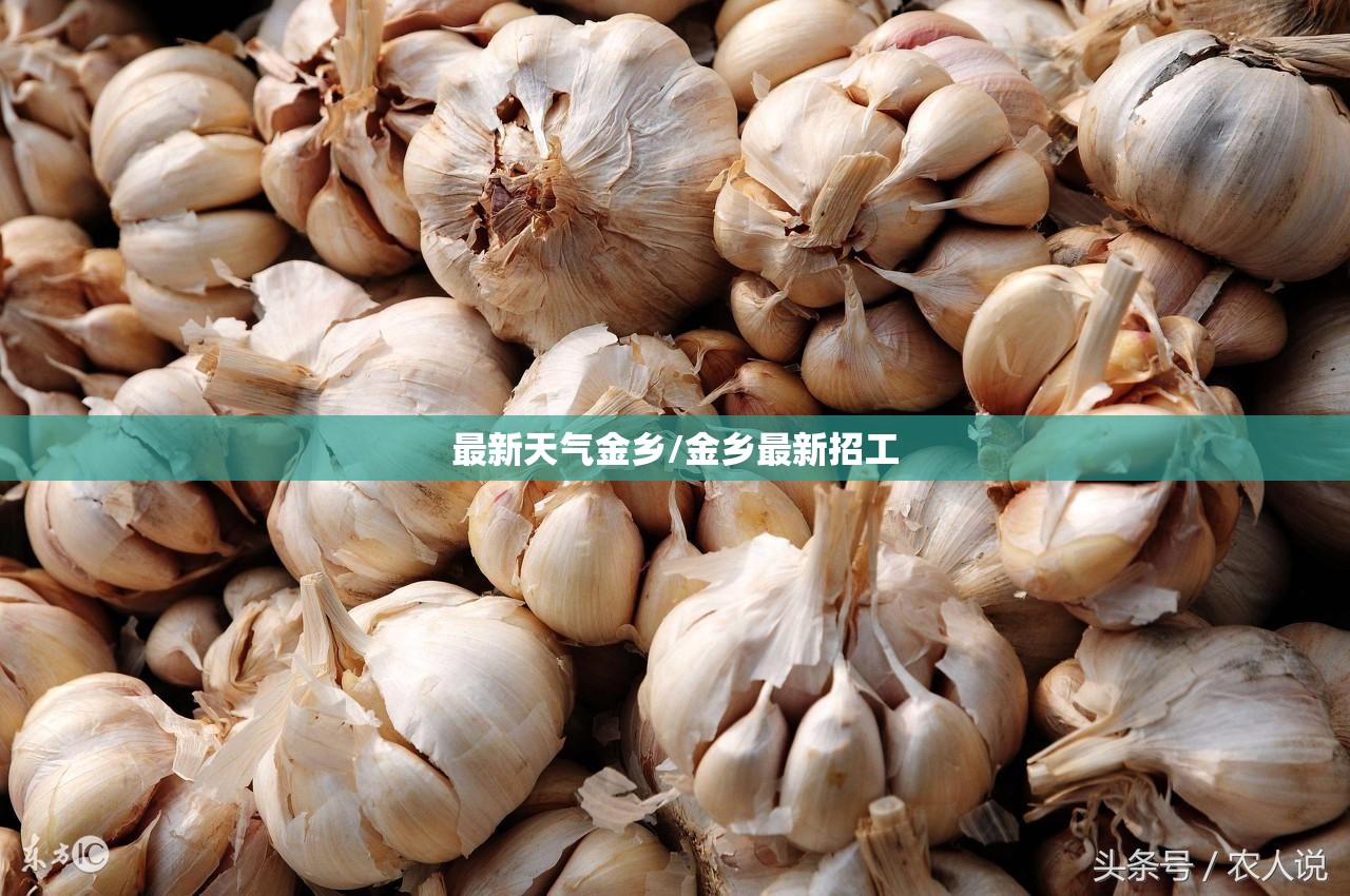 最新天气金乡/金乡最新招工