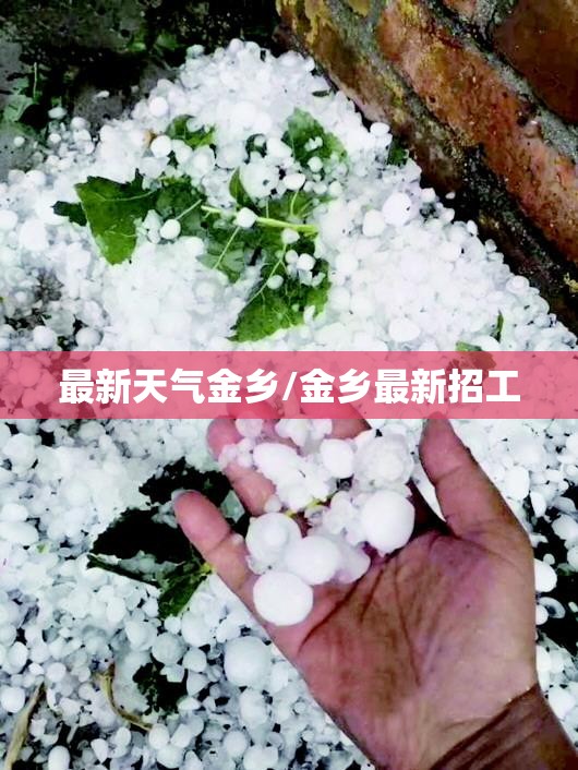 最新天气金乡/金乡最新招工