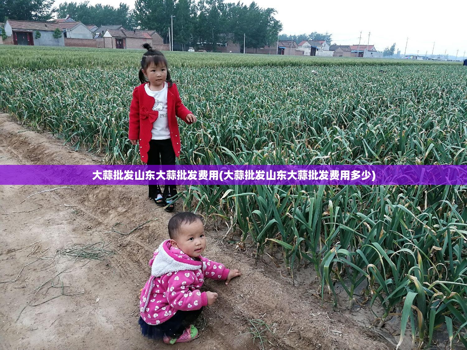大蒜批发山东大蒜批发费用(大蒜批发山东大蒜批发费用多少)