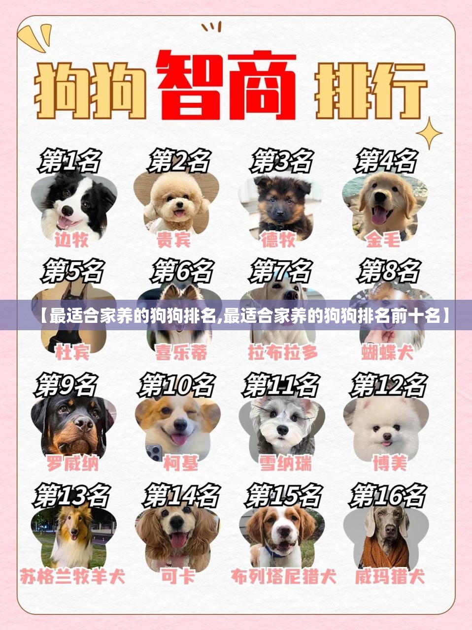 【最适合家养的狗狗排名,最适合家养的狗狗排名前十名】 【最适合家养的狗狗排名,最适合家养的狗狗排名前十名】