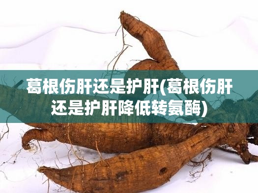 葛根伤肝还是护肝(葛根伤肝还是护肝降低转氨酶) 葛根伤肝还是护肝(葛根伤肝还是护肝降低转氨酶)