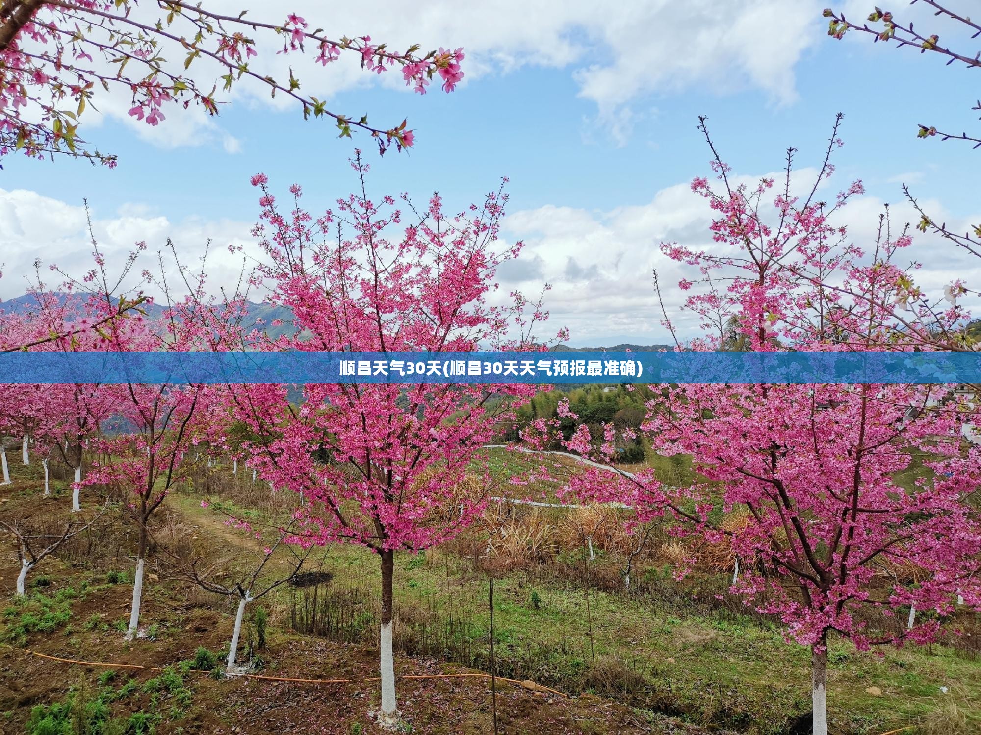 顺昌天气30天(顺昌30天天气预报最准确)